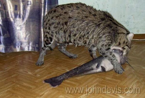 Камышовый кот размеры. Камышовый кот вес. метисы камышового кота. сибирский камышовый кот домашний. дикий камышовый кот.