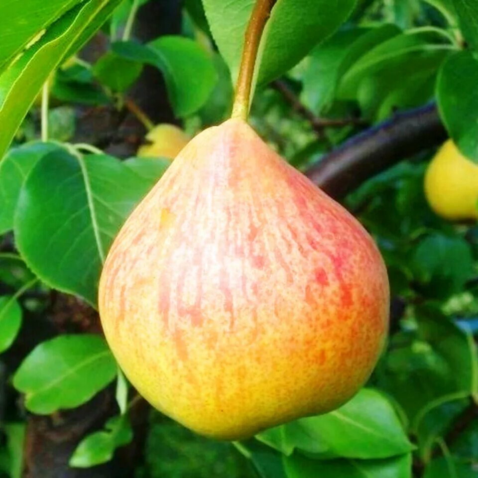 Груша памяти яковлева фото плода. Груша памяти яковлевой. Груша памяти яковлевой. Груша памяти яковлева дерево. Груша памяти яковлева.