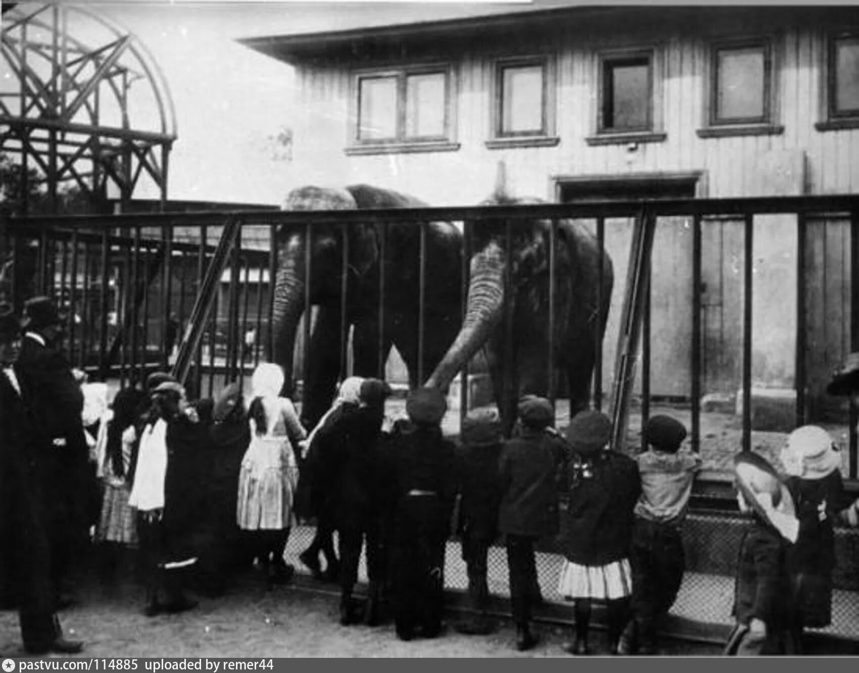 Блокадный Ленинградский зоопарк. Зоопарк в блокадном Ленинграде. Ленинградский зоопарк в блокадном Ленинграде. 1865 — В Санкт-Петербурге открыт Зоологический сад.. Кто организовал московский зоосад в 19 веке