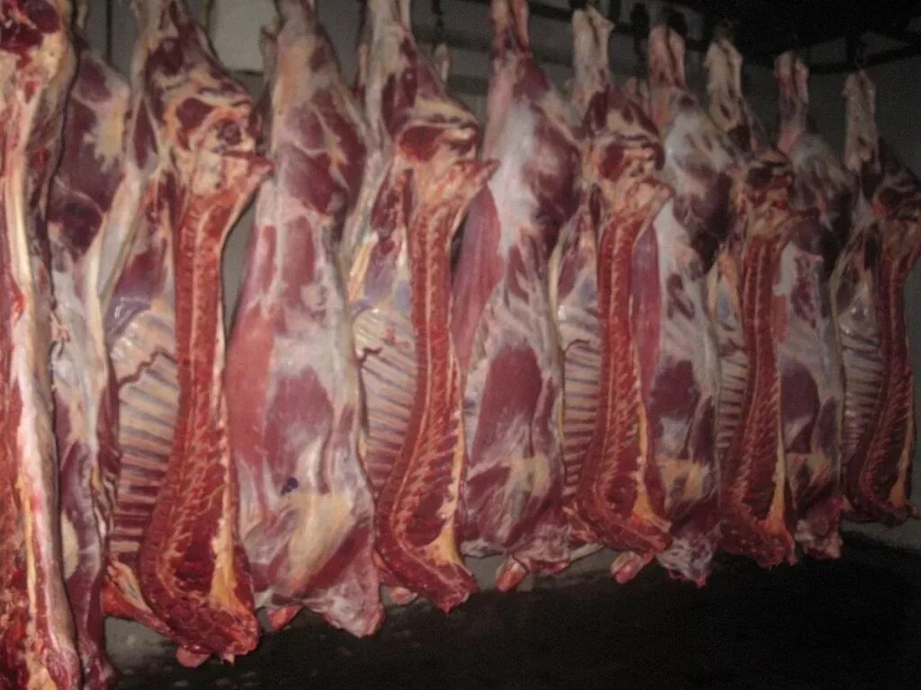 Мясо туши. Мясо говядина полутуши. говядина туша полутуша. говядина четверть полутуши.