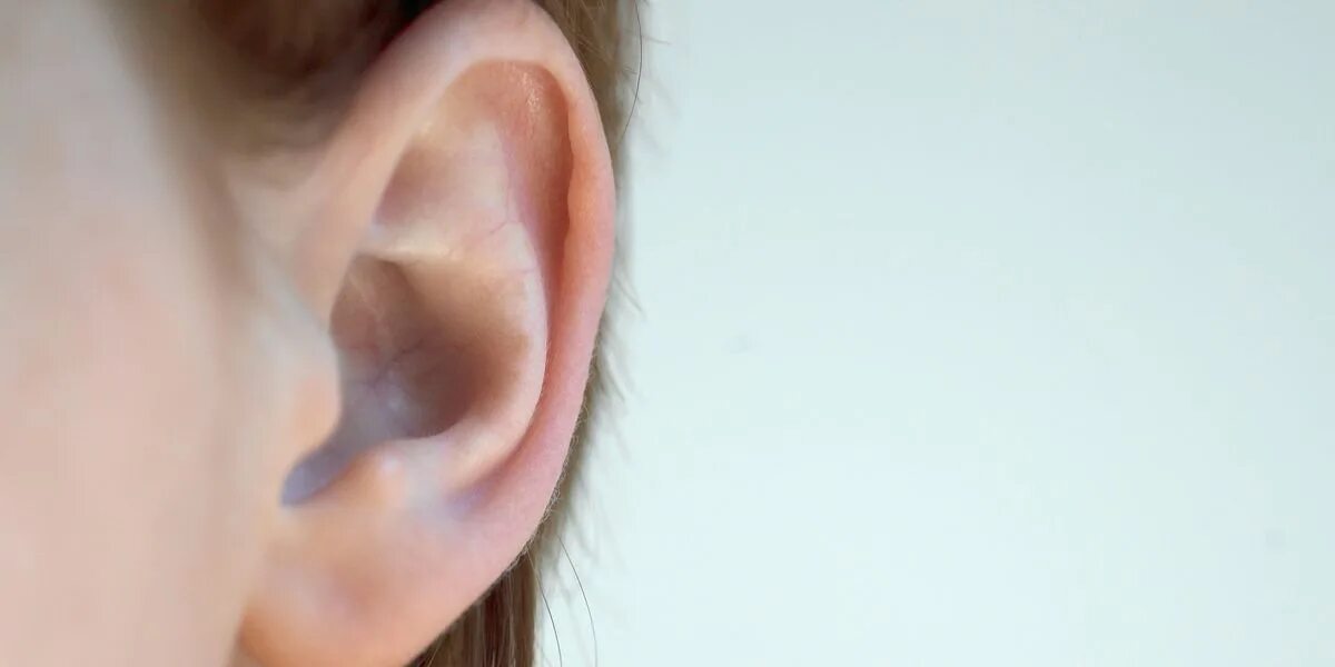 Soft ears. Soft ears