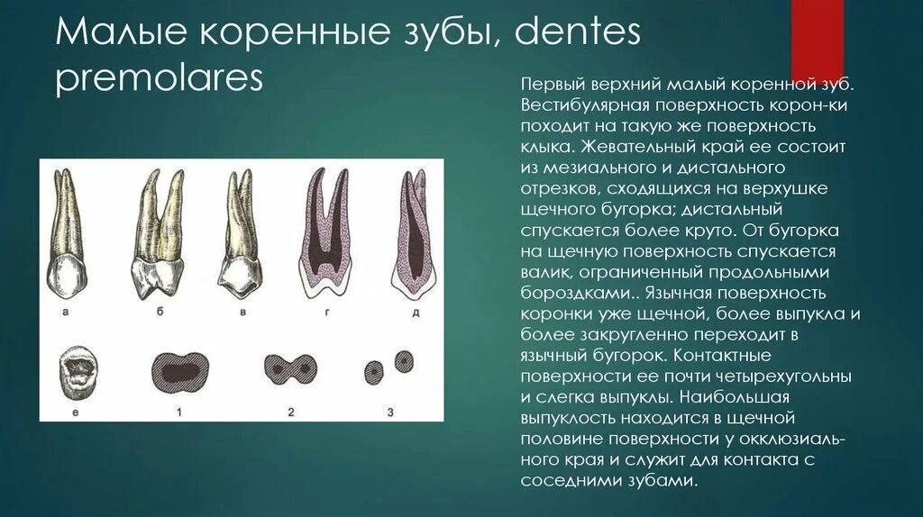 Большой зуб и малый зуб ржд