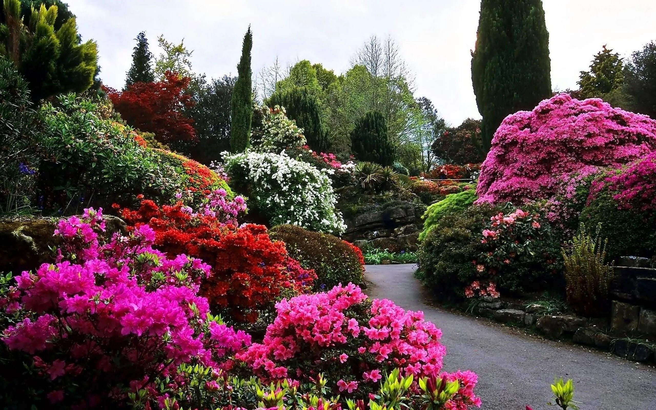 Фото красивых цветущих кустарников. Декоративные кустарники рододендрон. Рододендрон куст сад. Рододендрон аллея. Адлер рододендрон парк.
