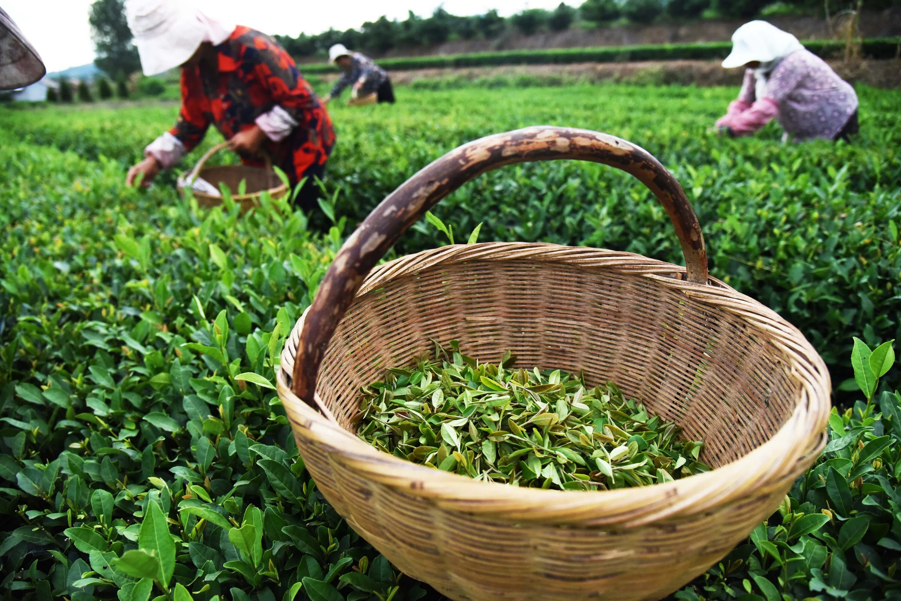 В россии растет чай. Чайные плантации в Китае. Плантации чая в Китае. Чайные плантации сбор чая. Лист чая плантация Китай.