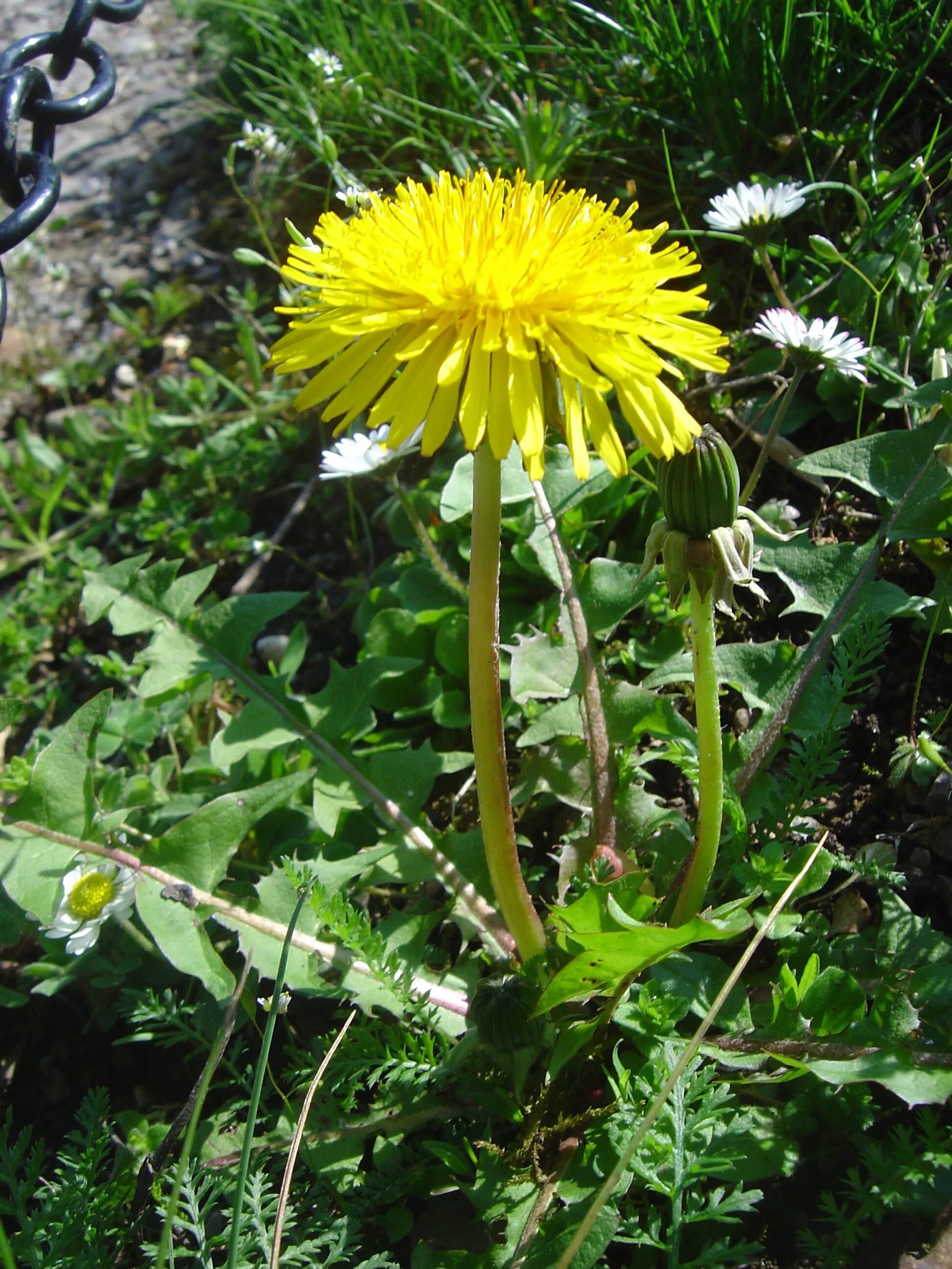 Цветок одуванчика лекарственного. Taraxacum officinalis. Одуванчик (Taraxacum). Одуванчик узколистный. Одуванчик (Taraxacum officinale f.).