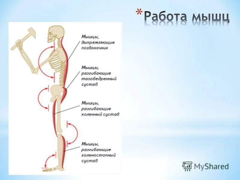 Работой мышц управляет система. Статистическая и динамическая работа мышц. Строение и работа мышц. Мышечная система строение мышц. Работой мышц управляет система.