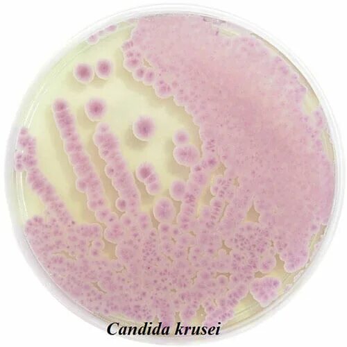 Candida купить. Хромогенный агар для грибов Candida. Candida krusei среда. Агар хромогенный для кандид.