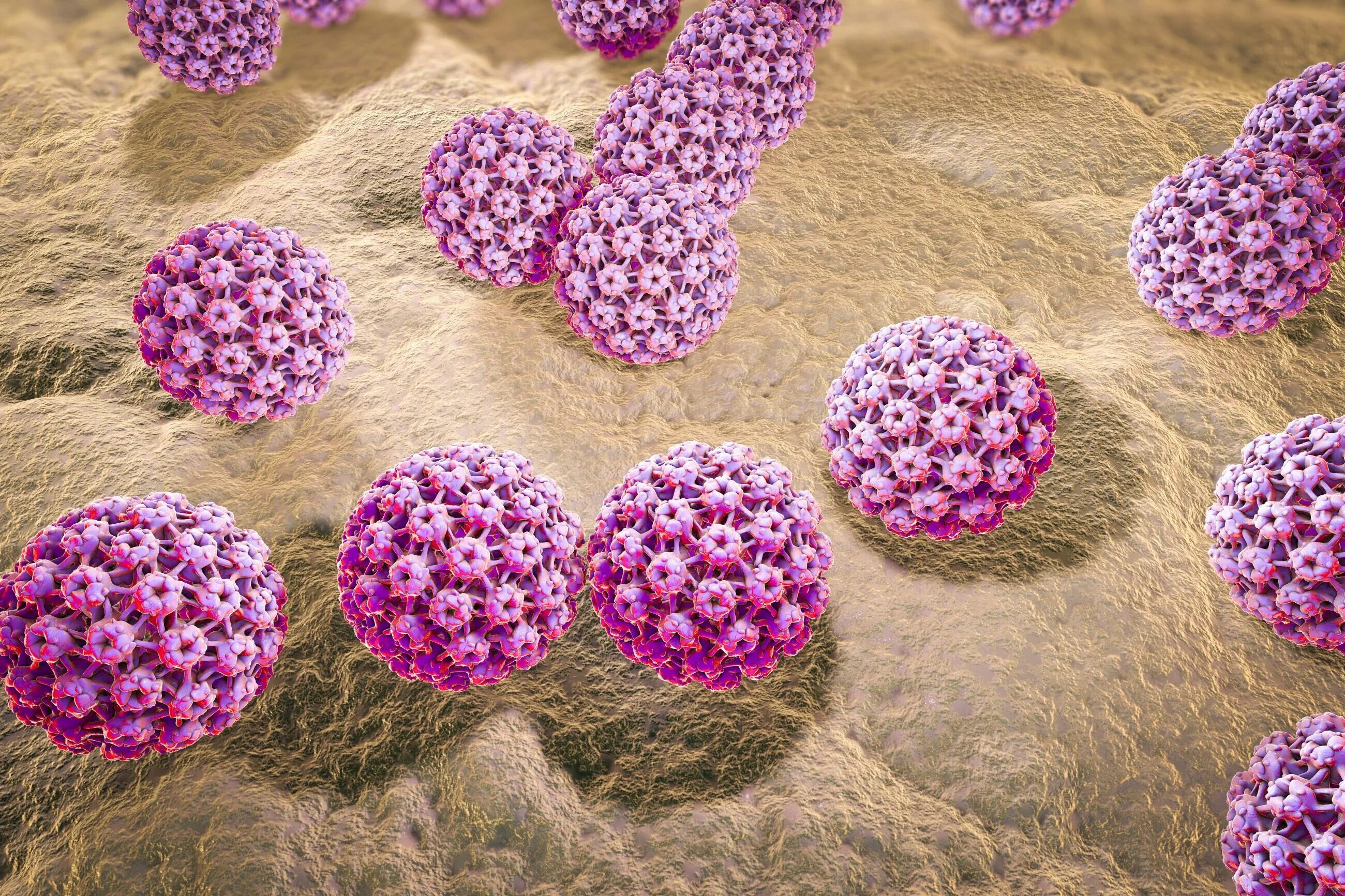 Hpv значение