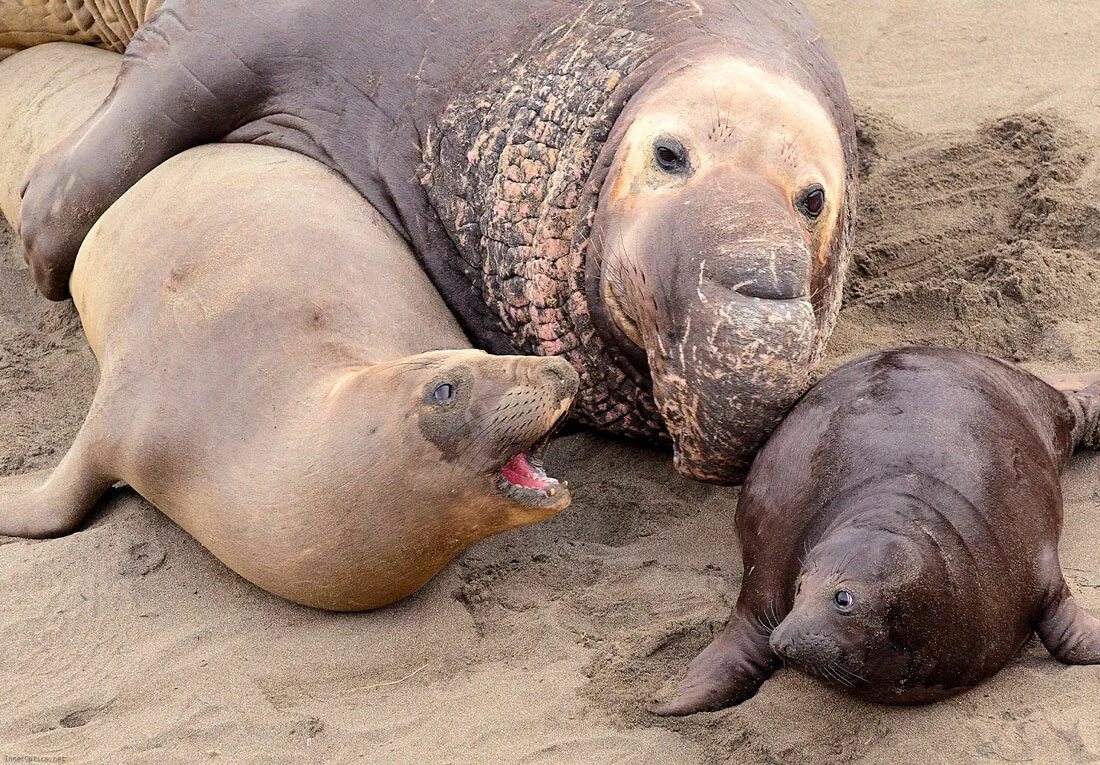 Южный морской слон детеныш. Южный морской слон самка. Морской слон самец. Тюлень морской слон. Elephant seal