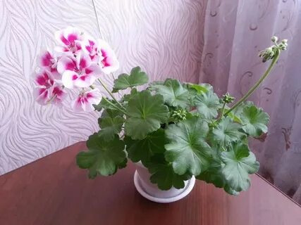 Домашняя герань обильное цветение