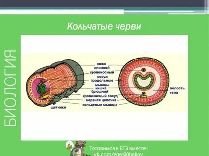 Плоские круглые кольчатые опорные структуры