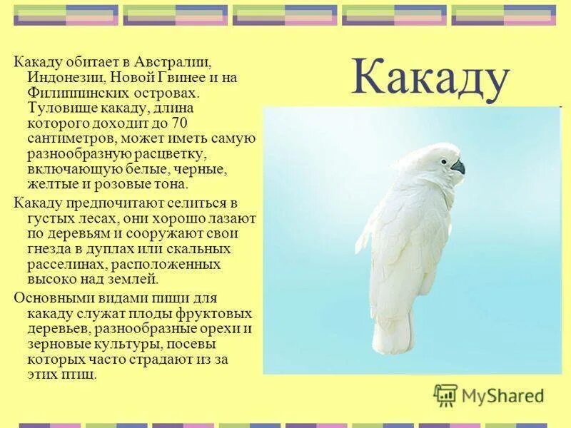 Как пишется какаду. Какаду описание птицы. Факты о Какаду. Попугай Какаду информация. Сообщение о Какаду.