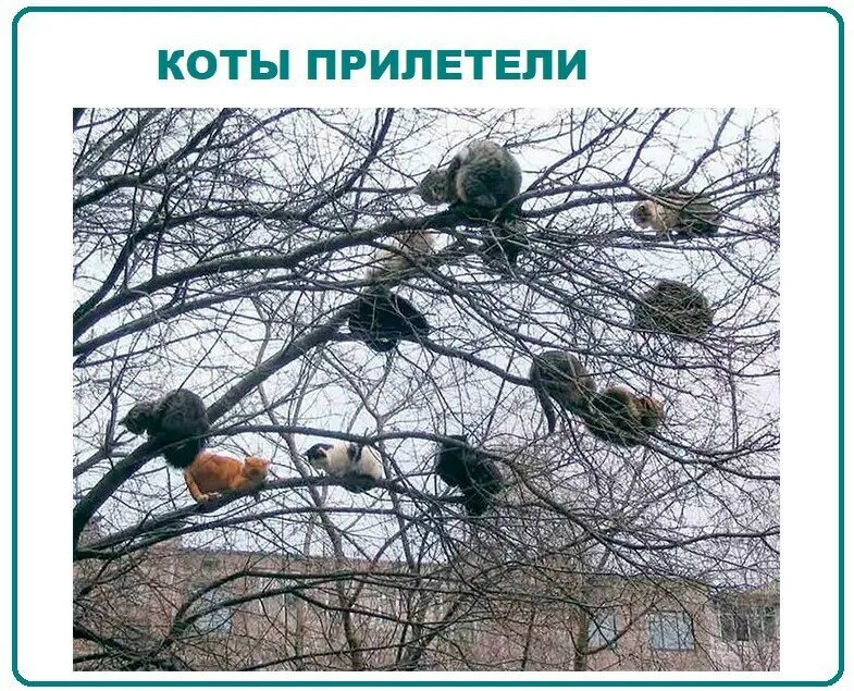 Давно прилетели. Весна наступила коты прилетели. коты прилетели гиф. запоздалая весна картинки с юмором. весна коты грачи прилетели мем.