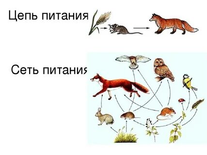 Составить пищевую цепь луга биология 5 класс