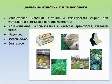 Полезное про животных