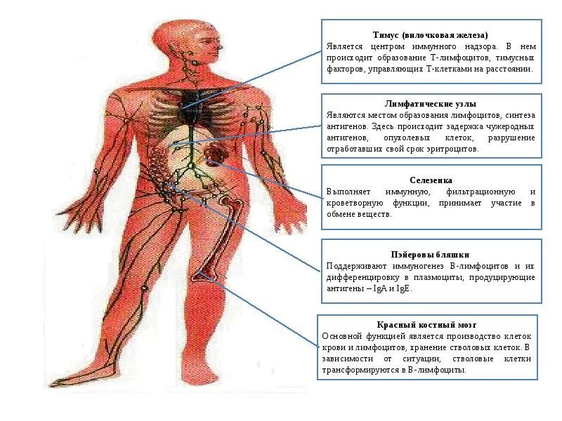 12 Систем организма человека. Схема 12 систем организма. Сустмы организма человека. Системы органов человека человека.