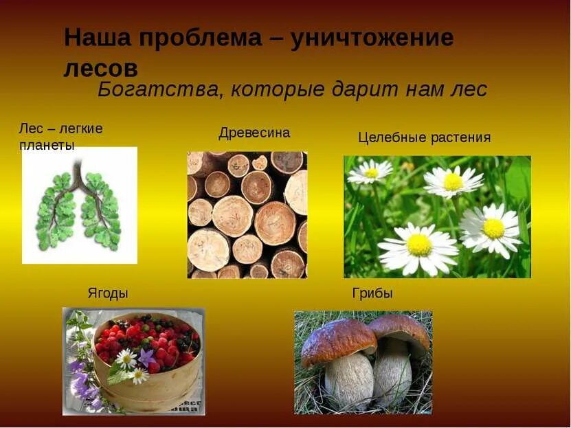 Какой компонент леса больше других используется человеком. Что дает лес человеку. богатства леса. что дают человеку леса. что дает лес человеку картинки.