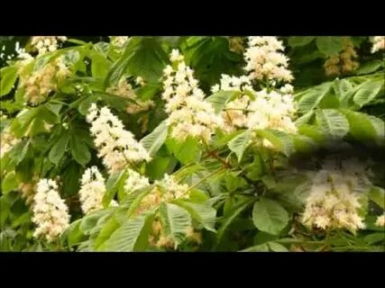 Каштаны текст