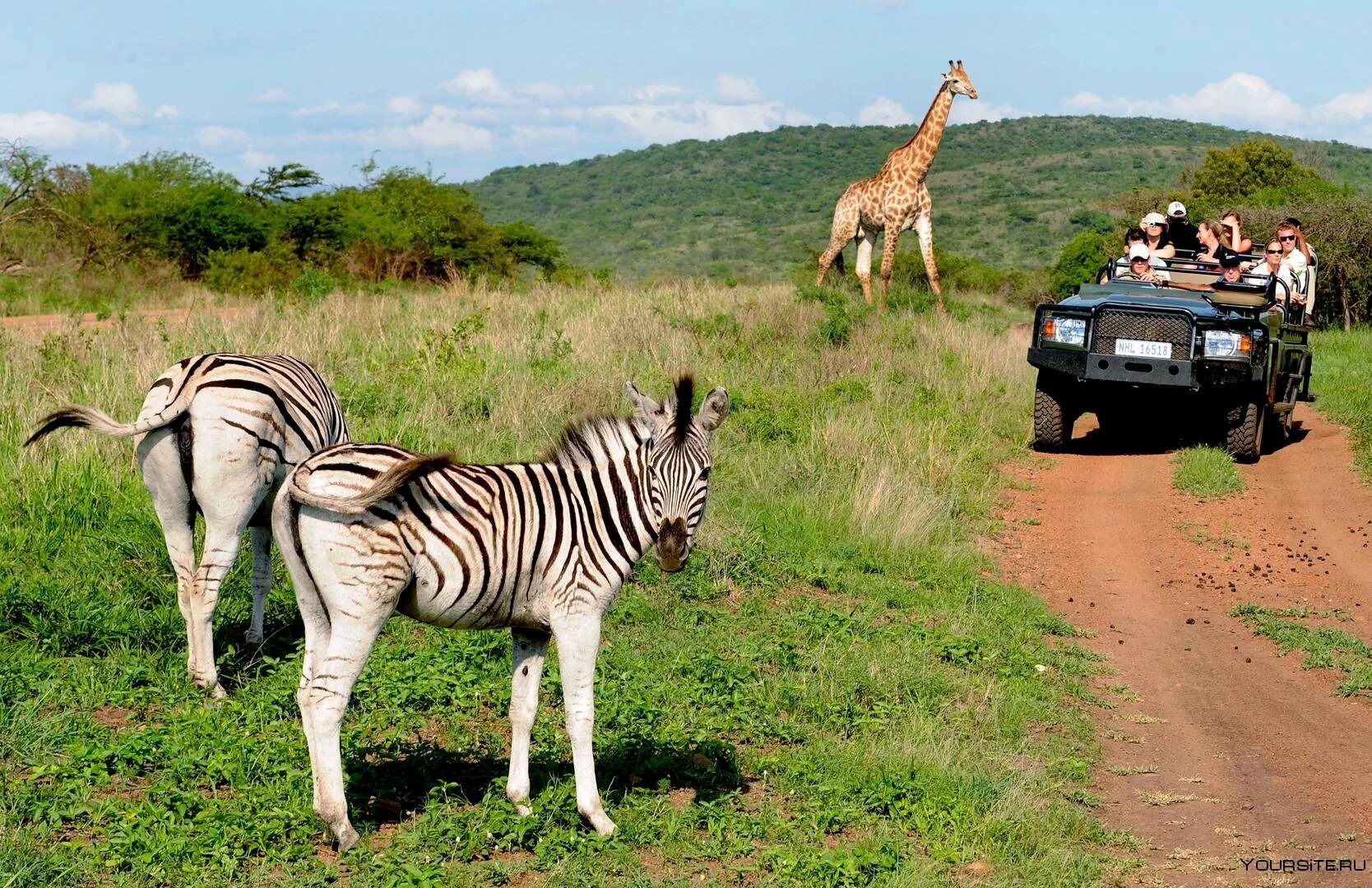 Africa safari. ЮАР сафари. Кения сафари. Сафари тур в Танзании. Кения сафари парк.