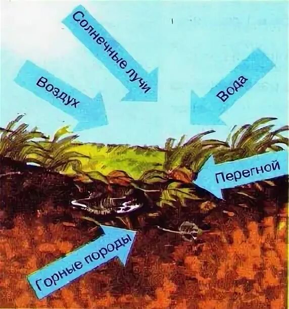 Стадии образования почвы. Образование почвы. Схема образования почвы. Процесс образования почвы. Как образуется почва схема.