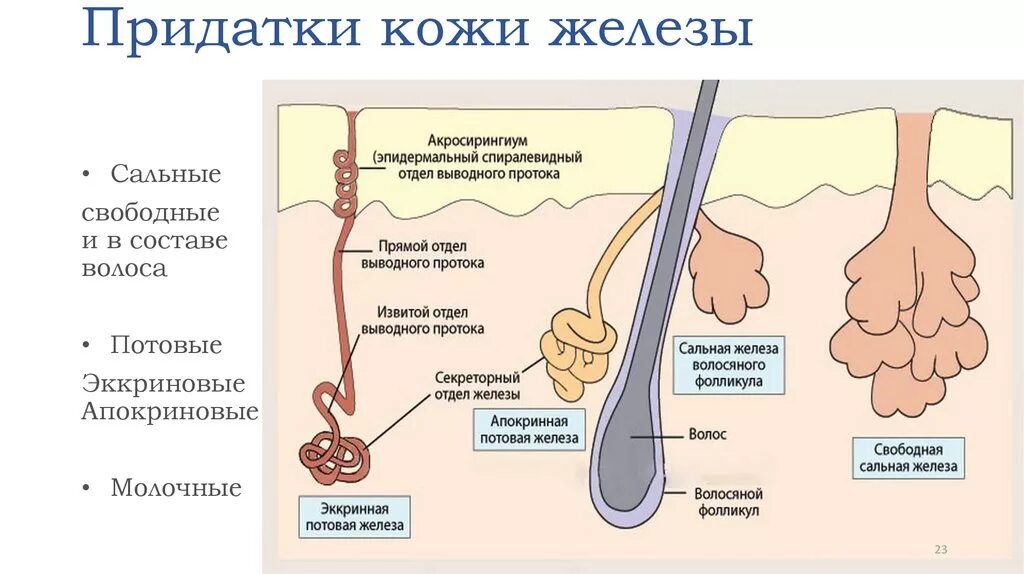 Апокриновые потовые железы в коже. Потовые и сальные железы кожи с волосом. Эккриновые и апокриновые. Строение волос потовая железа. Какие функции потовых и сальных желез