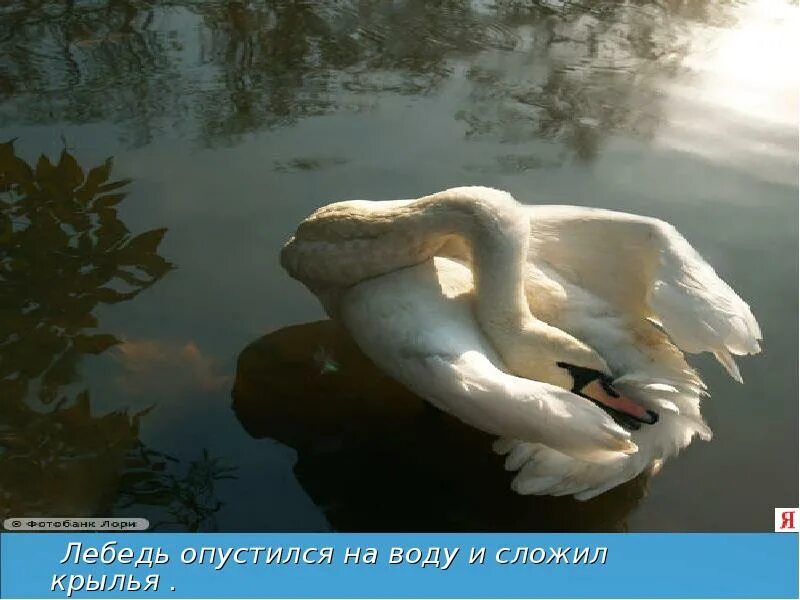 -х. Г. -х. Дикие лебеди андерсен. Шесть лебедей (гримм; полевой).