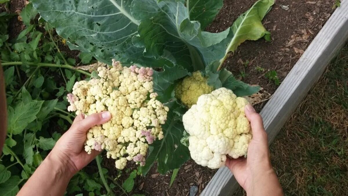Como cultivar de forma fácil a couve-flor em casa - Cultivo de couve-flor no qui