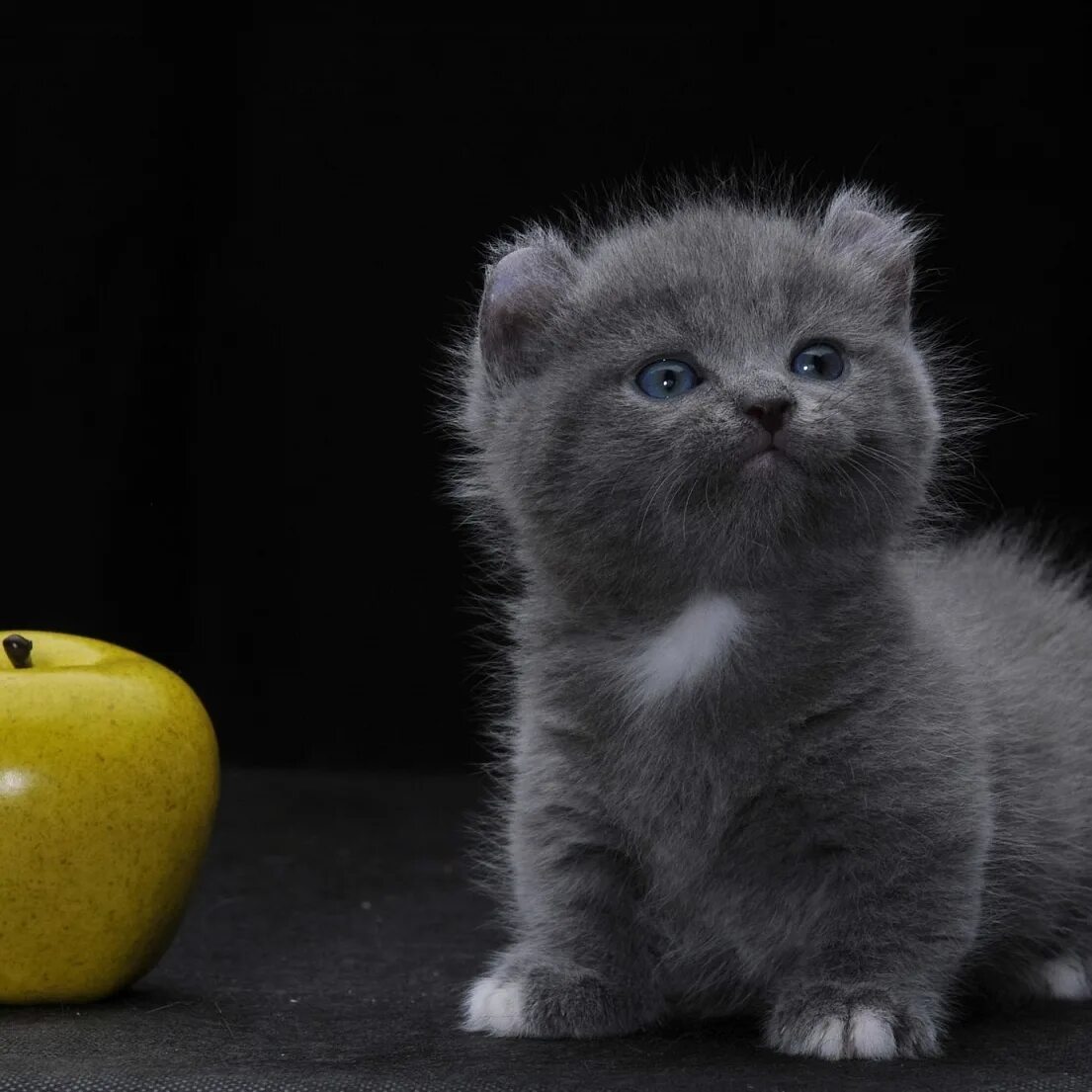 Кошки которые всегда маленькие. Манчкин кинкалоу. Манчкин кинкалоу котенок. Котята породы кинкалоу. Карликовый кинкалоу.