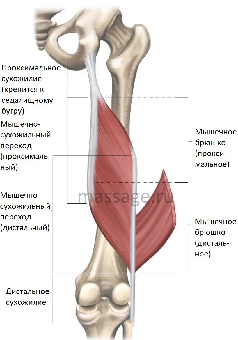 Сухожилие длинных мышц. Biceps femoris мышца. хамстринг мышцы. сухожилие хамстринга анатомия.