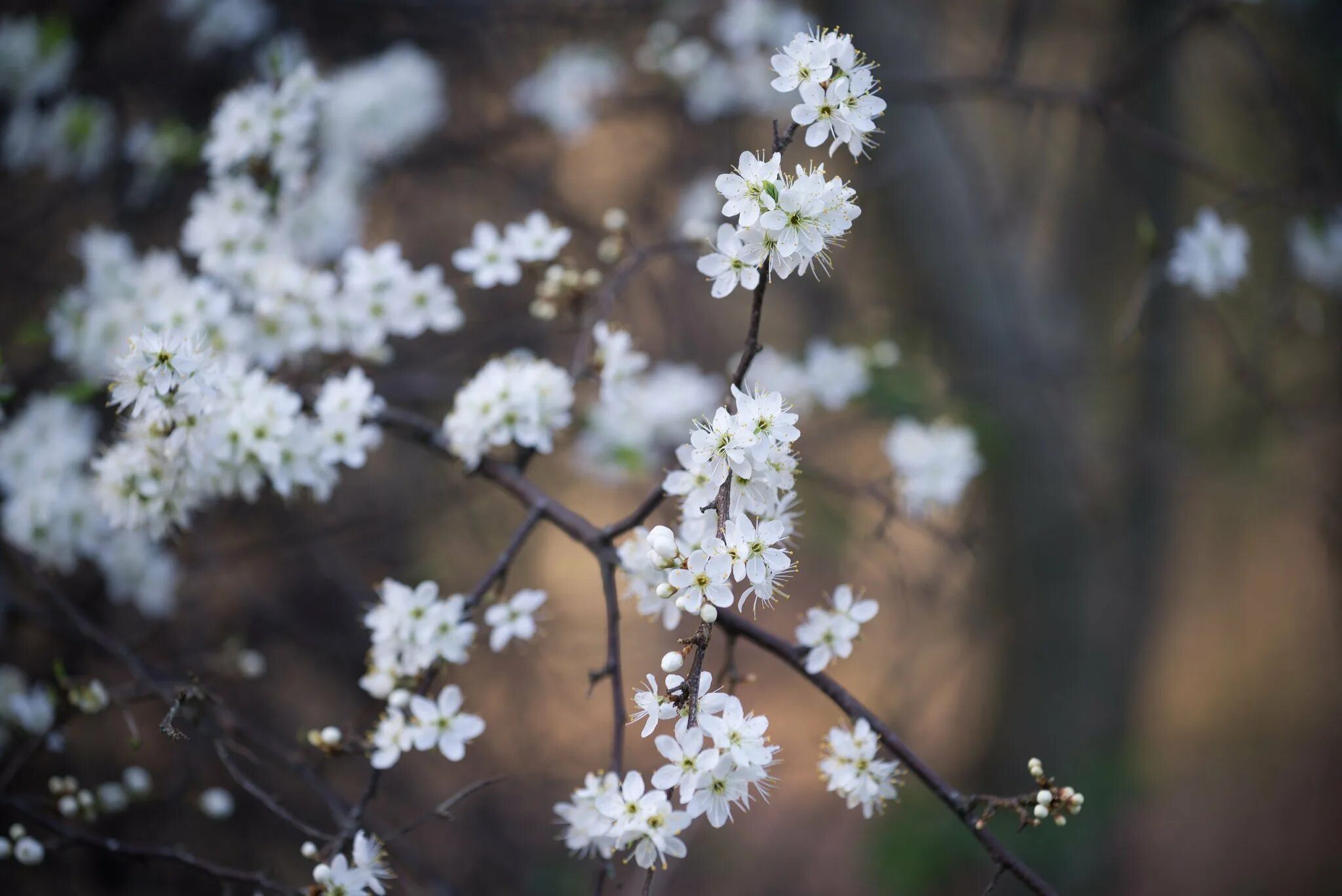 White spring. Весенняя ветка. Маленькие белые цветочки на дереве. Дерево с белыми цветочками.