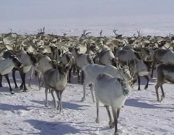 Стадо оленей в тундре. Стадо северных оленей в тундре. Миграция северных оленей. Гигантские стада северных оленей.