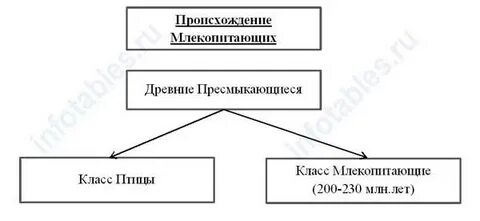 Основные признаки человека как представителя млекопитающих