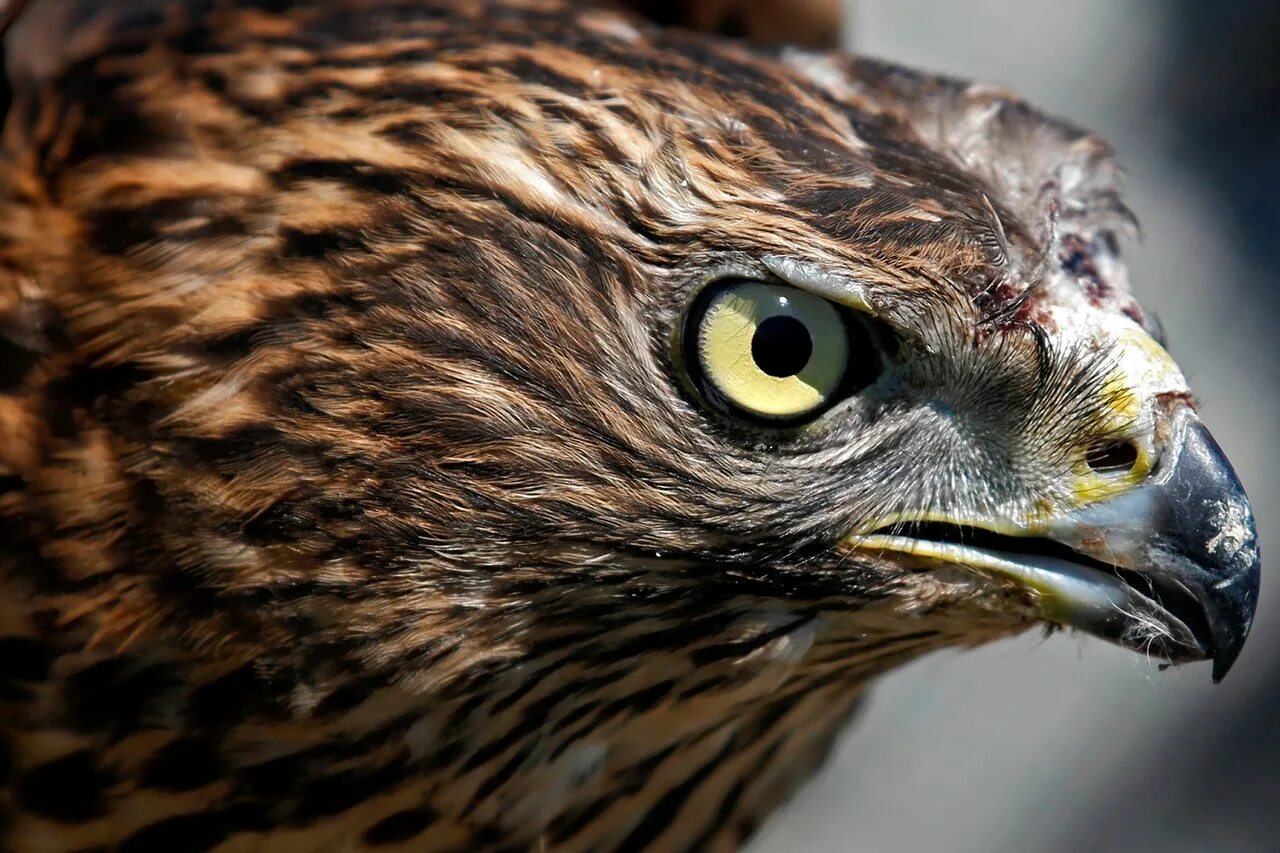 птицы орлы ястребы соколы. ястреб тетеревятник сапсан. белоголовый орлан ястребиные. ястреб халзан.