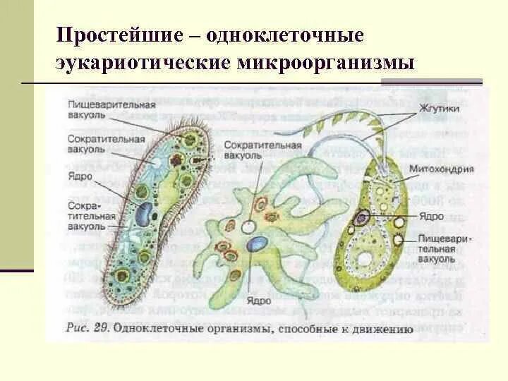 Органоиды движения одноклеточных. Органоиды движения строение рисунок. Ресничек, жгутиков, ложноножек, псевдоподий.. Строение одноклеточных организмов. Части строения простейших