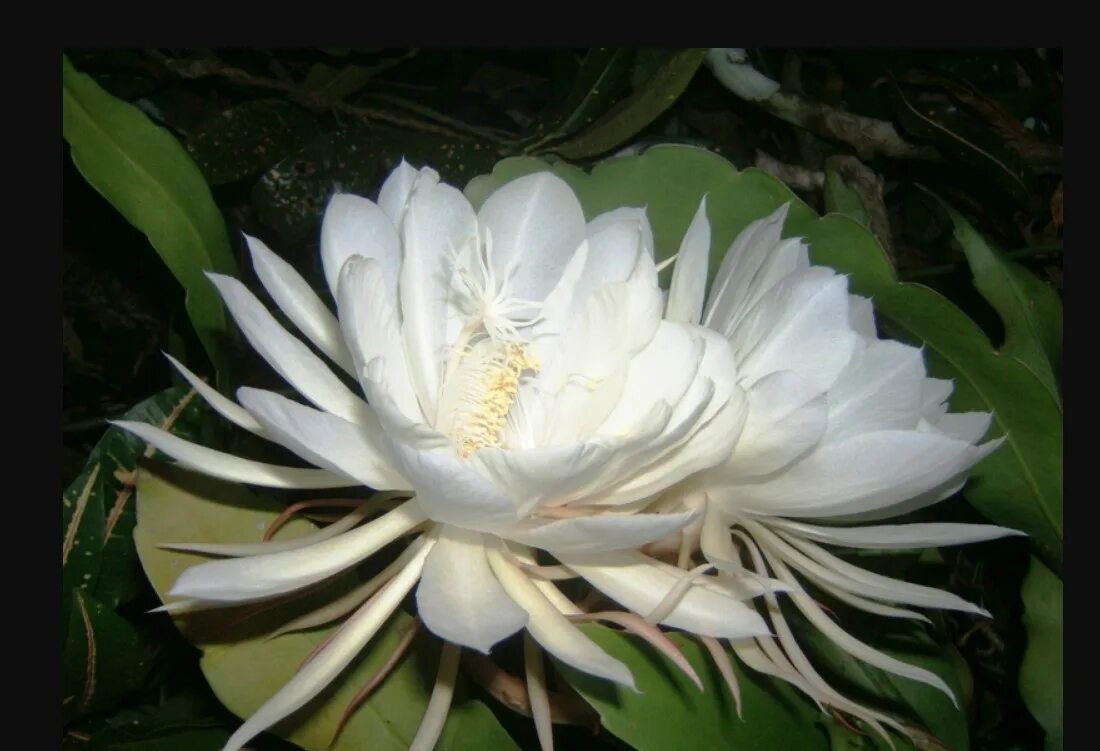 редкие проверенные