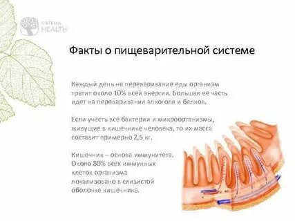Система факт