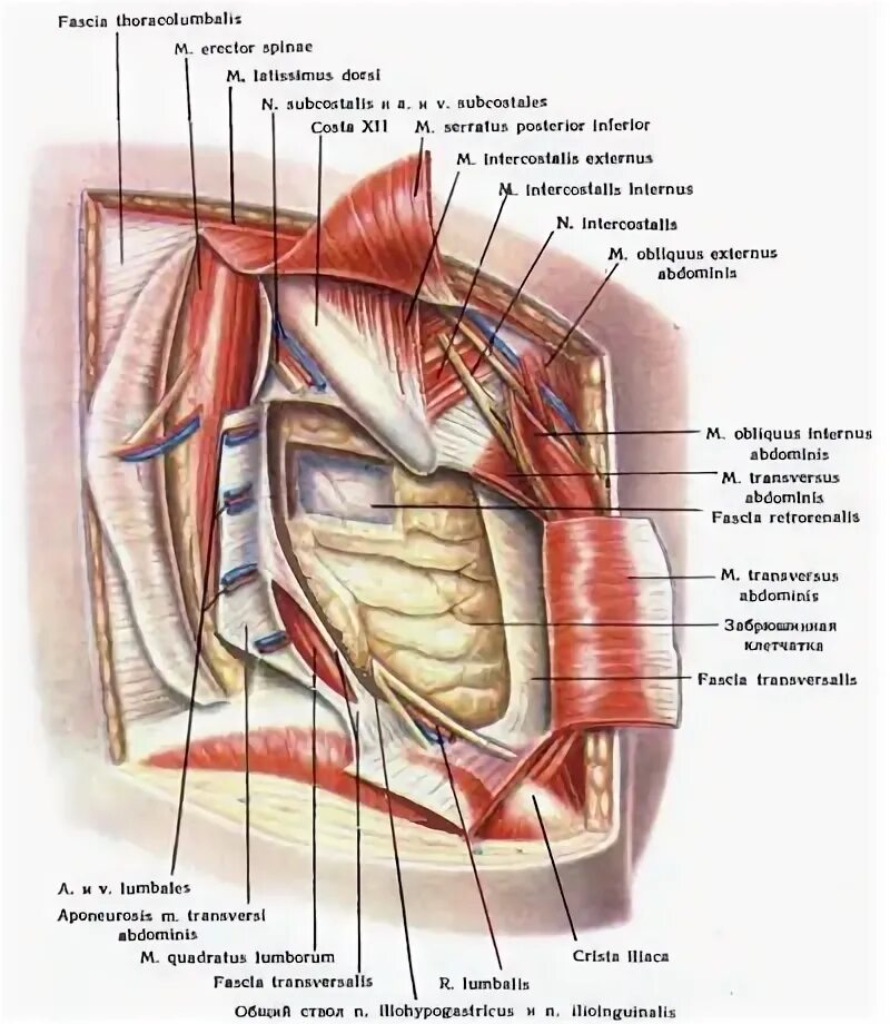 Фасции спины. Фасция thoracolumbalis. Грудино поясничная фасция анатомия. Пояснично-грудная фасция анатомия. Фасции мышцы спины атлас.