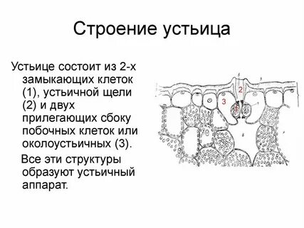 Ткань замыкающей клетки