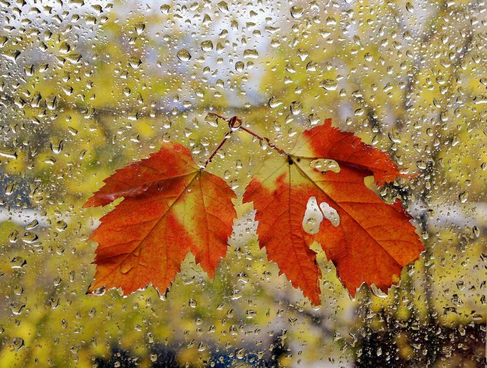 Дождливая осень. Осень дождь. Дождливая Золотая осень. Осень дождь листья.
