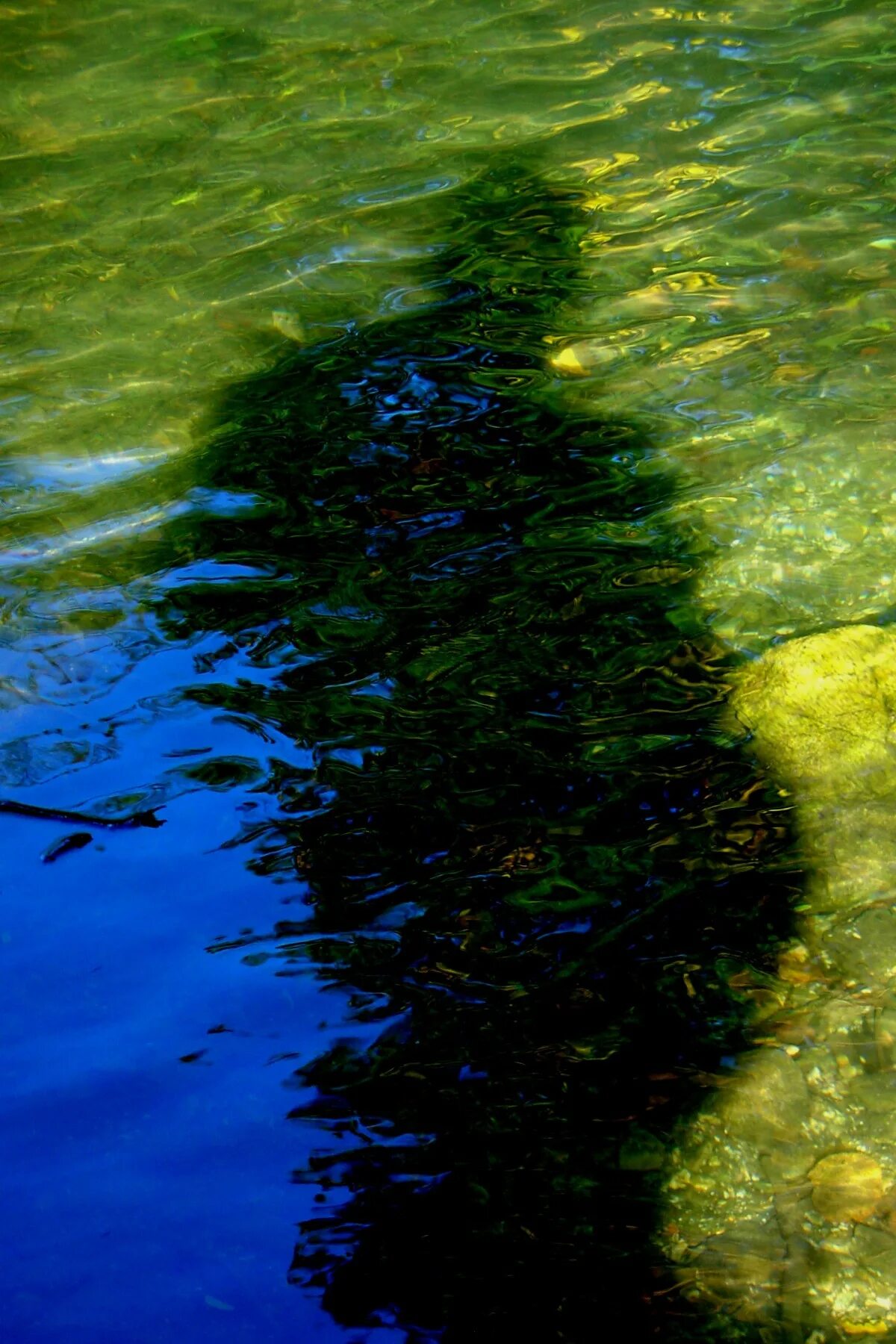 Водоросли в воде. Красивые водоросли. Озерные водоросли. Водоросли в пруду.