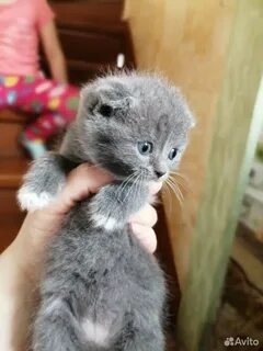 Котят которых продают