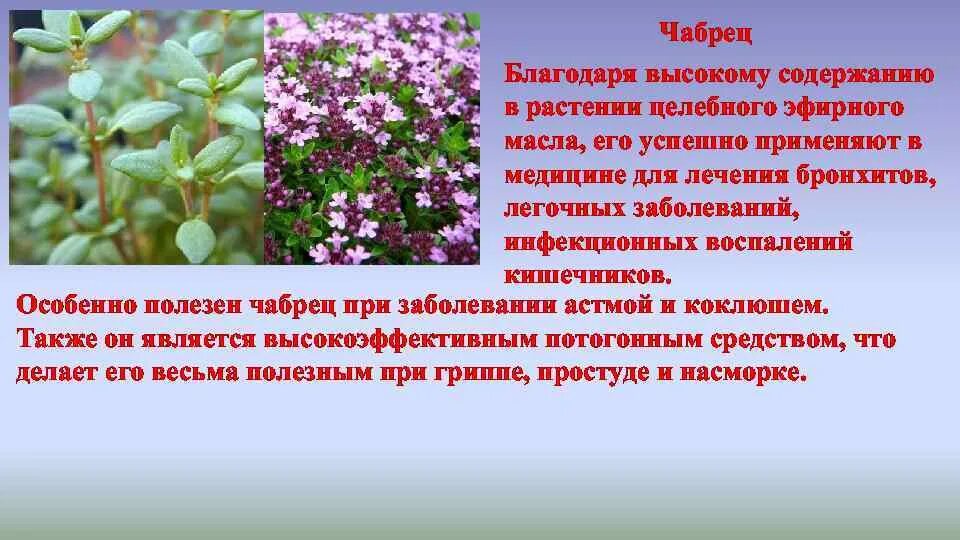 Картинки ТИМЬЯН ОПИСАНИЕ