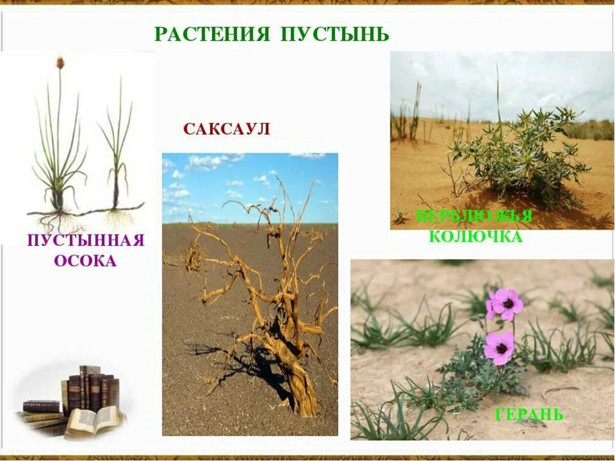 Природная зона пустыня растения. Растения растущие в пустыне. Растения пустыни названия. Характерное растение пустынь. Растения степей и пустынь.