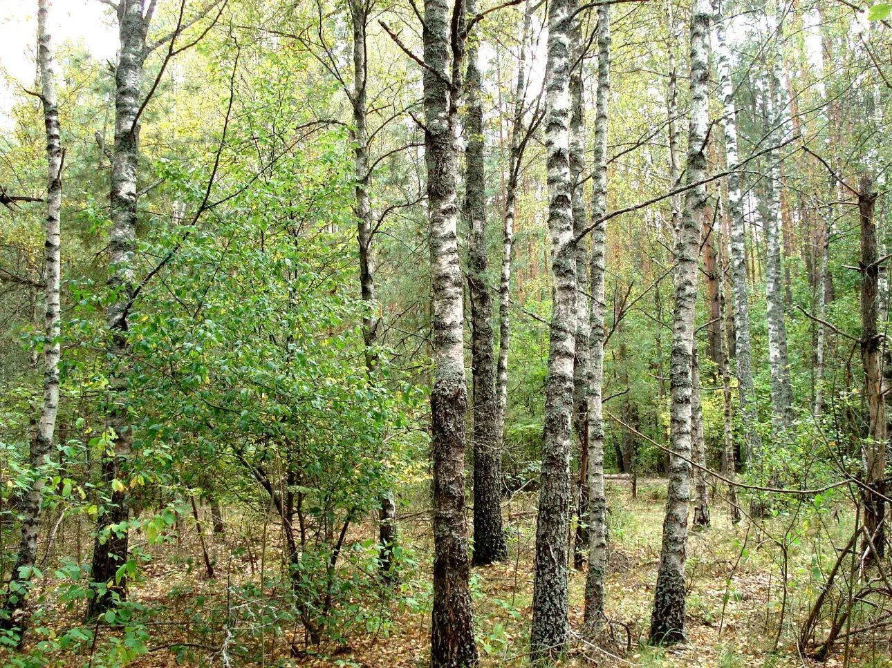 Раненая береза. Острою секирой толстой. Береза весной.