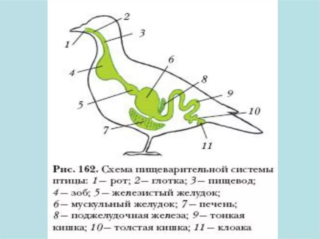 Внутреннее строение птицы схема. Строение пищеварительной системы птиц. Пищеварительная и дыхательная система птиц. Пищеварительная система птицы рисунок с подписями.