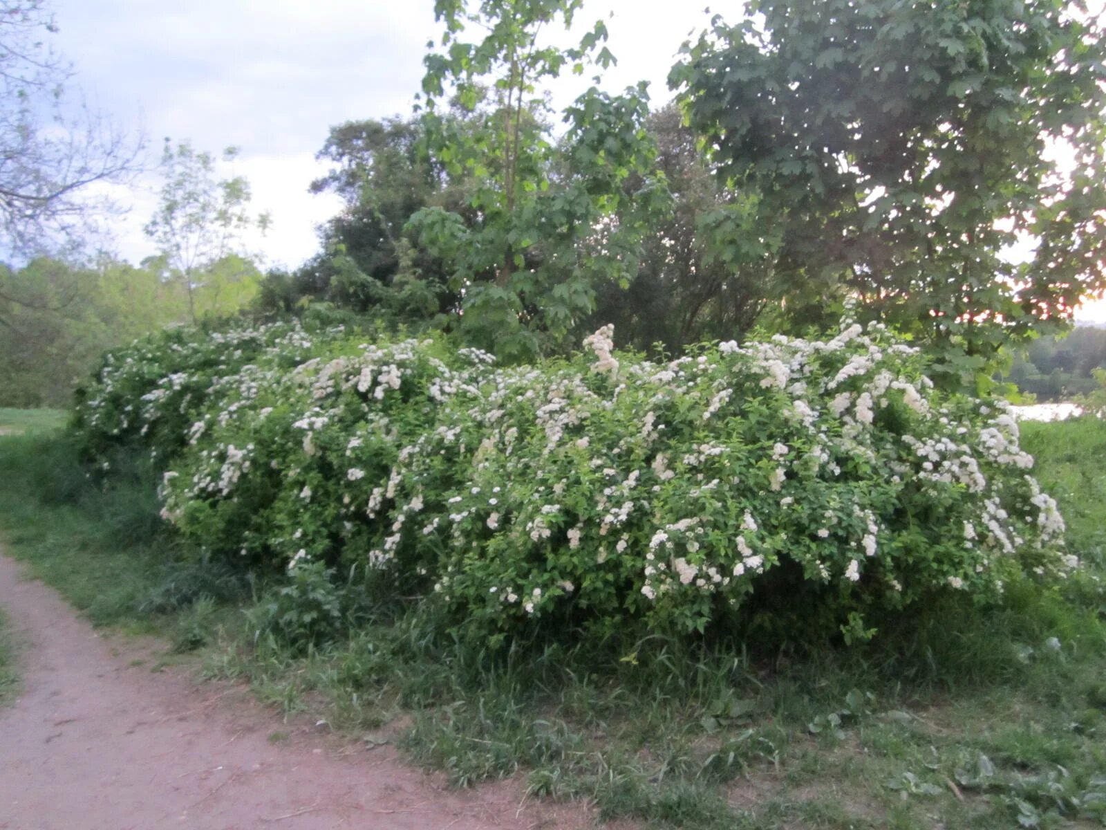 Майский куст