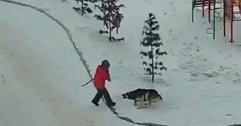 На девочку напала собака новости