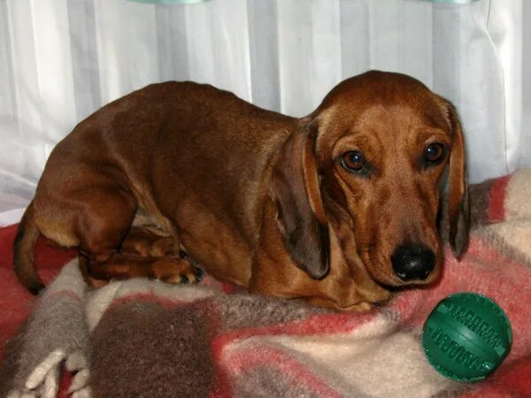 с таксой по жизни приют спб. такса из приюта спб. щенки немецкой таксы. найдена собака такса. такса это жизнь.