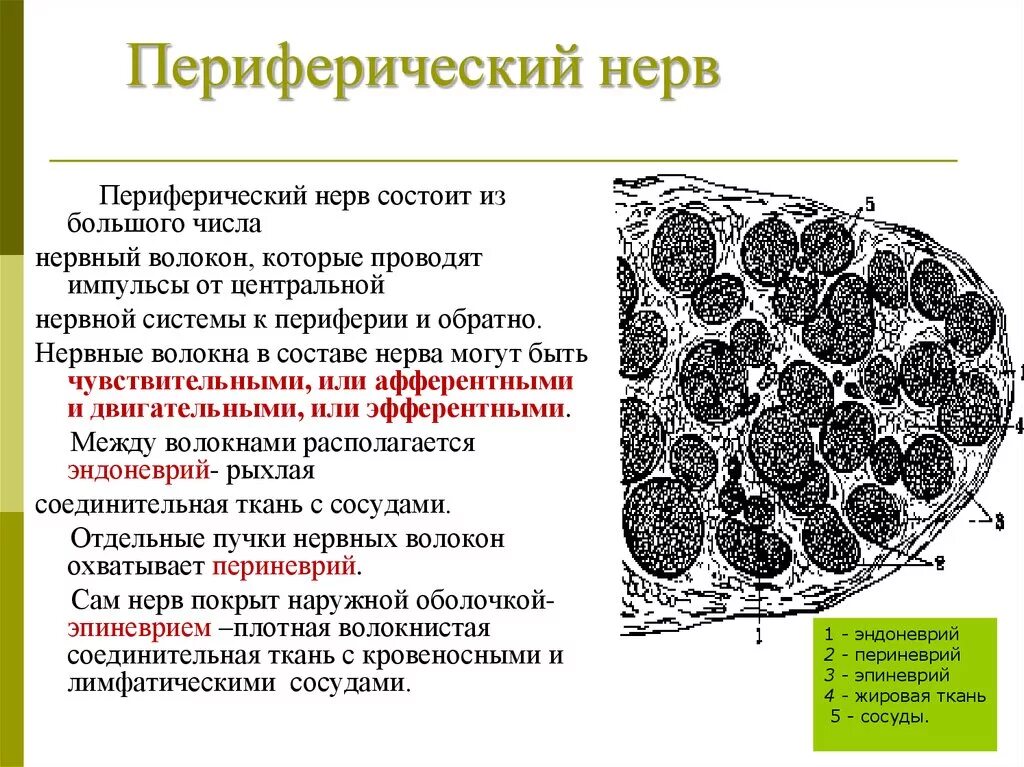 Нервные волокна отделов периферической нервной системы: найдено 89 изображений