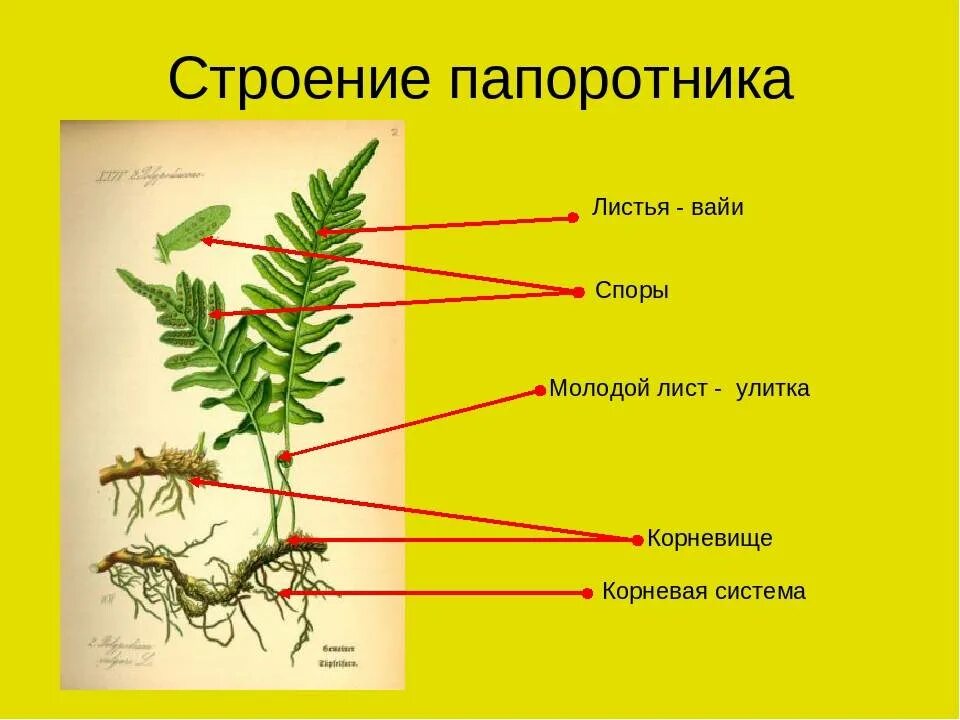 Какие органы отсутствуют у папоротников. Строение вайи папоротника. Папоротник орляк строение. Строение побега папоротника. Строение корневища папоротника.